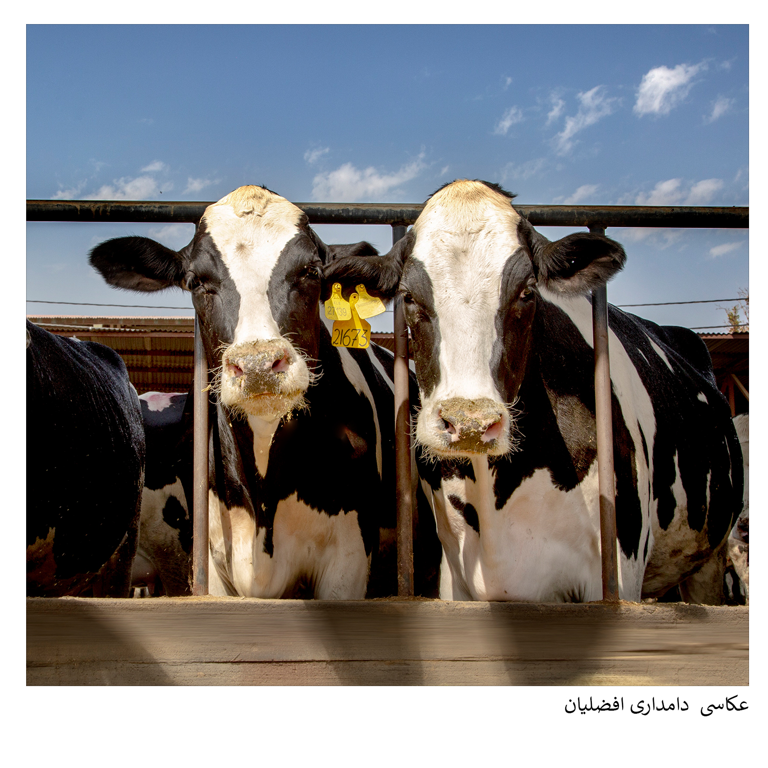 گروه گسترش | آژانس تحقیقات بازار، برندینگ و تبلیغات با ۳۰ سال سابقه | ۰۲۱-۲۲۲۰۲۲۲۰