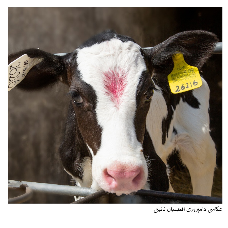 عکاسی صنعتی دامپروی افضلیان - گروه گسترش