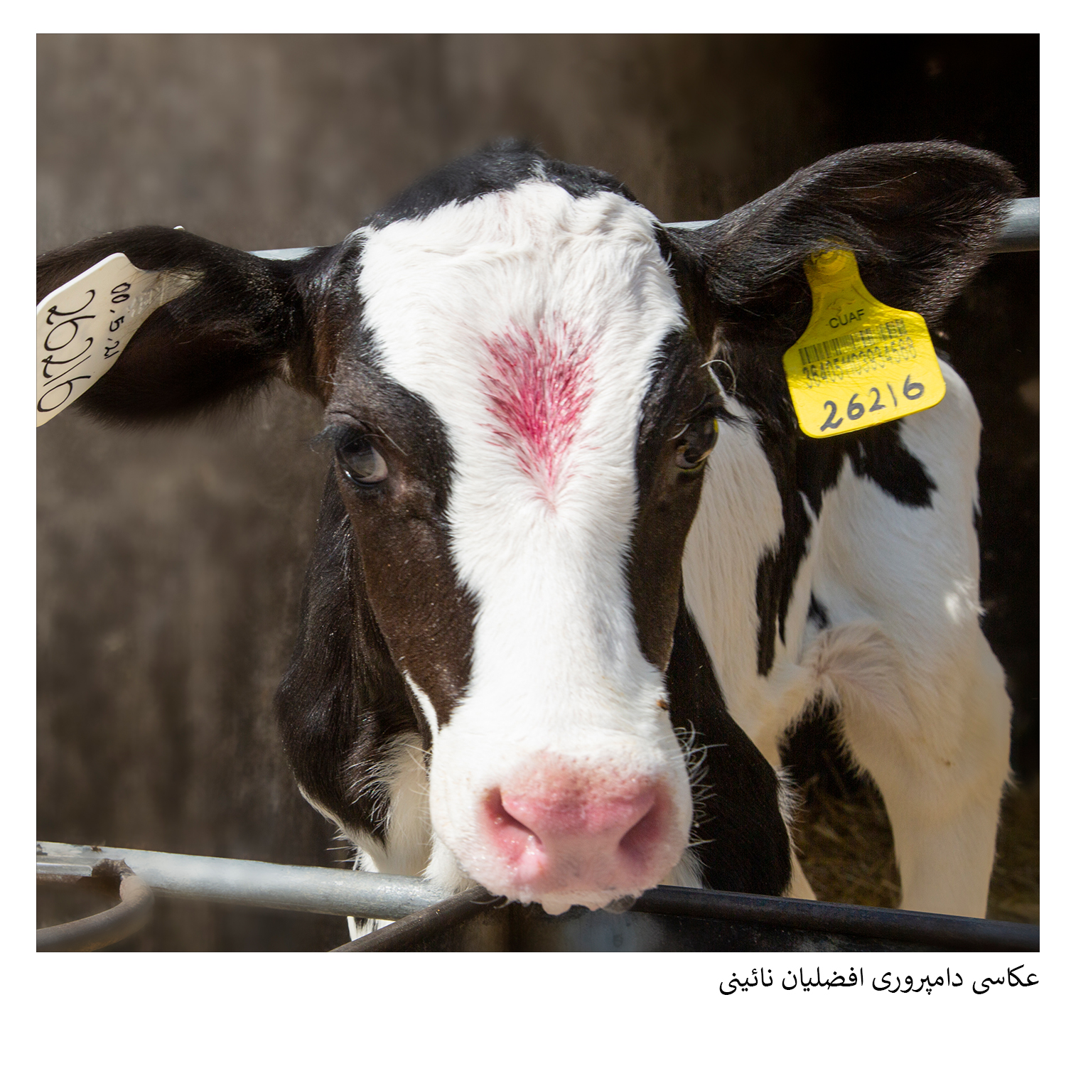 عکاسی صنعتی دامپروی افضلیان - گروه گسترش
