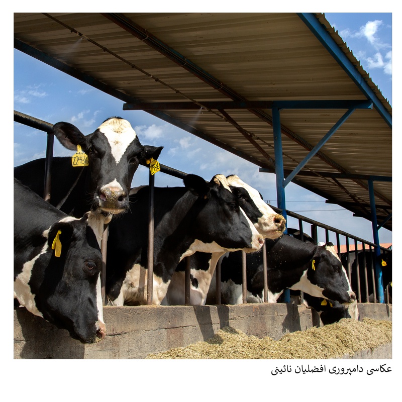عکاسی صنعتی دامپروی افضلیان - گروه گسترش